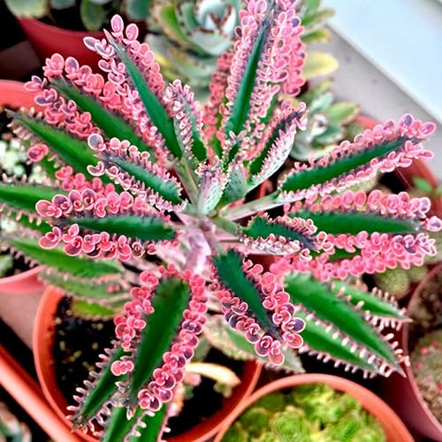 1 Pink Kalanchoe Plant Live Butterfly 2.5 Inc Pot, Mother of Thousa...