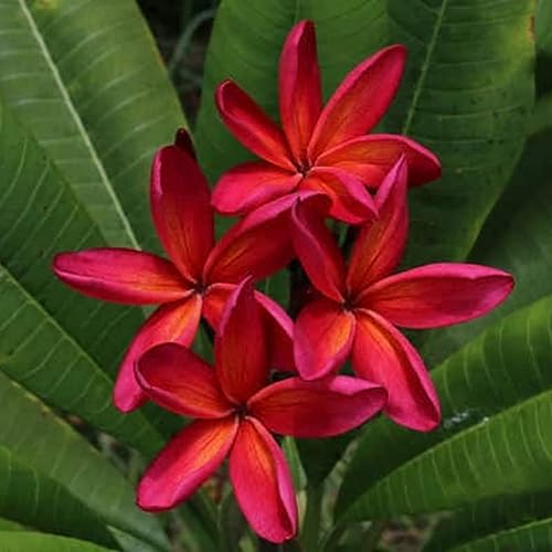 1 Red Orrange Plumeria Rooted Live Plant Tropical Plumeria Plant in...