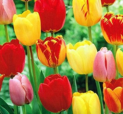 10 Mixed Colors Tulip Bulbs - Freshly Imported from Holland...