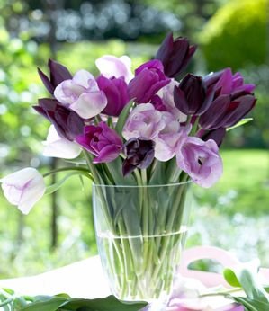 10 Purple Passion Tulip Bulbs - Tulipa Triumph Tulip...