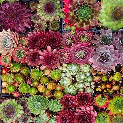 100 Hens and Chicks Succulent Mix Seeds for Growing Indoor Outdoor ...