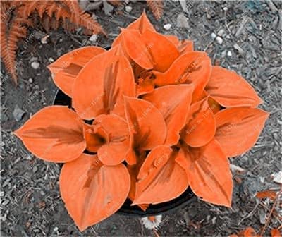 100 Pcs Mixed Hosta Jardin Perennials Lily Flower Pot White Lace DI...