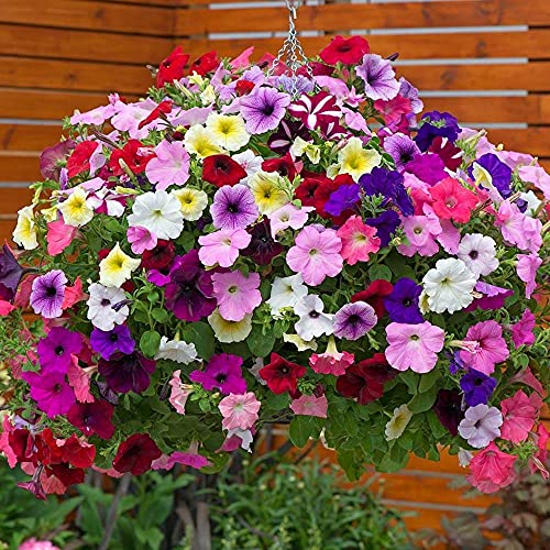 1000+ Mix Petunia Seeds for Planting Hanging Petunia Seeds for Outd...