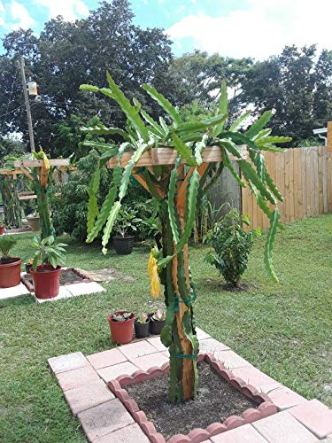 12  Dragon Fruit Cactus Plant W  Pot Hylocereus Undatus Pitaya SELF...