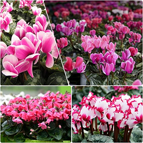 150Pcs Cyclamen Seeds for Your Home or Garden | Fragrant...