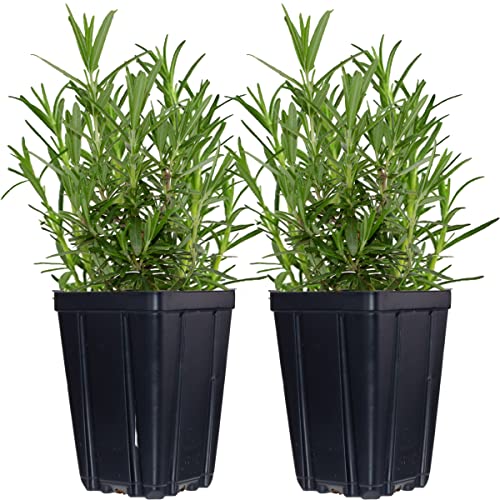 2 Live Potted Rosemary Herb Plants Grown in Quart Pots - Container ...