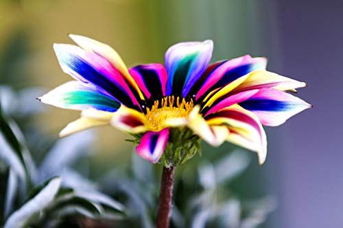 20 Pcs Multicolor Dwarf Variegated Sunflower Seeds Home Garden Deco...