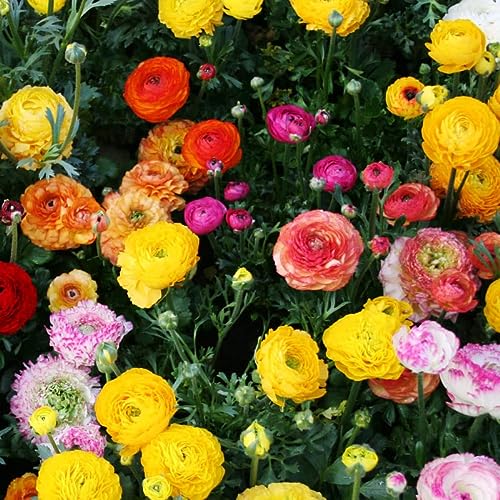 25 Mixed Ranunculus Bulbs Spring Planting - Buttercup Color Mix Val...