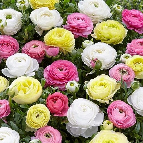 25 Pastel Mixed Ranunculus Bulbs Spring Planting - Buttercup Color ...