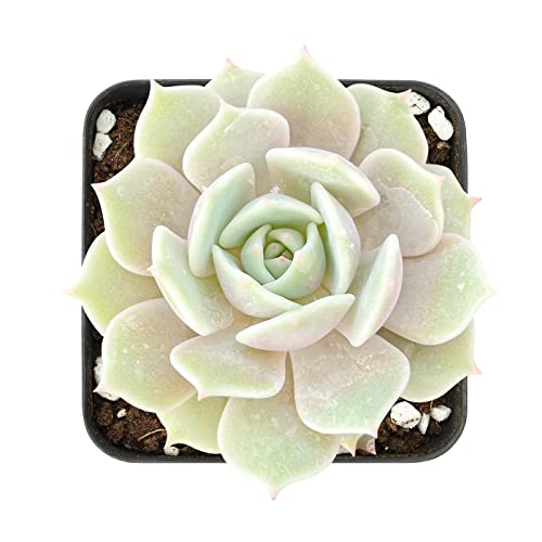 2in Echeveria Lola, 1 Pack Live Mini Succulent Plant Fully Rooted i...