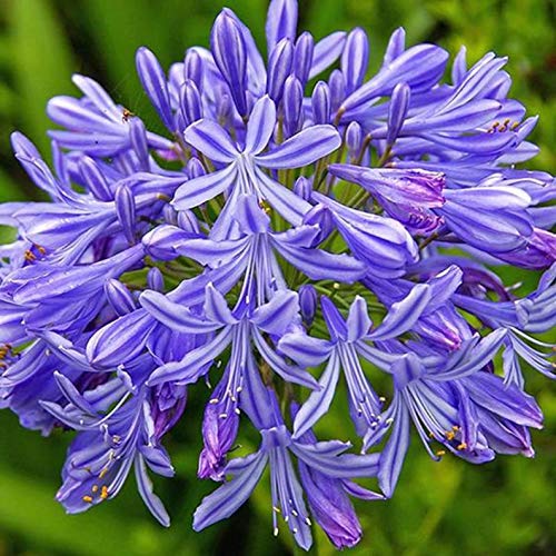 3 Bareroot Blue Agapanthus  Lily of The Nile...