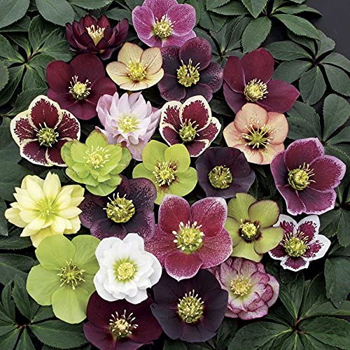 3 Containers of Mixed Lenten Rose Hellebore in 2.5 Inch Pots- Great...