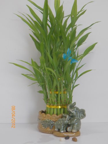 3 Layers Tower Lucky Bamboo with Ceramic Pot...