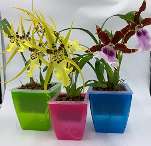 3 Perfect Orchid Planter, Plastic Planter Pot, Orchid Pots with Hol...