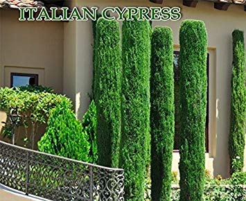 300 Italian cypress Seeds (Cupressus sempervirens),Tuscan,or Gravey...