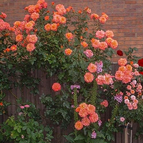 5 Orange Climbing Rose Fragrant Flower Bush Vine Seeds Indoor Outdo...