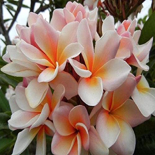 5 Rare White Orange Plumeria Seeds Plants Flower Lei Hawaiian Garde...