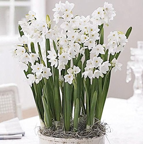5 Ziva Paperwhites 13-15cm- Indoor Narcissus: Narcissus Tazetta: Ni...