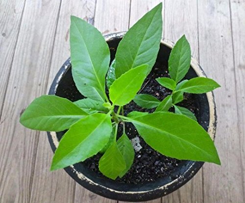 9EzTropical - Gynura Procumbens, Longevity Spinach - 1 Plants - Shi...