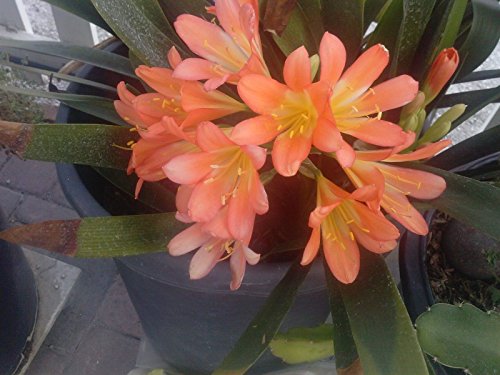 9EzTropical - Orange Fire Lily - Clivia - 1 Plant - 6 or More Leave...
