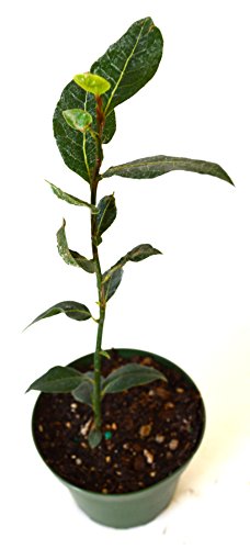 9GreenBox - Bay Laurel Herb - 4  Pot Live Plant Ornament Decor for ...