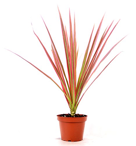 9Greenbox - Red Cordyline  Red Star  - 4  Pot Live Plant Ornament D...