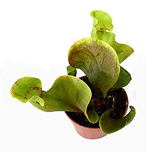 9GreenBox - Sarracenia Carnivorous Pitcher Plant - 3  Pot...