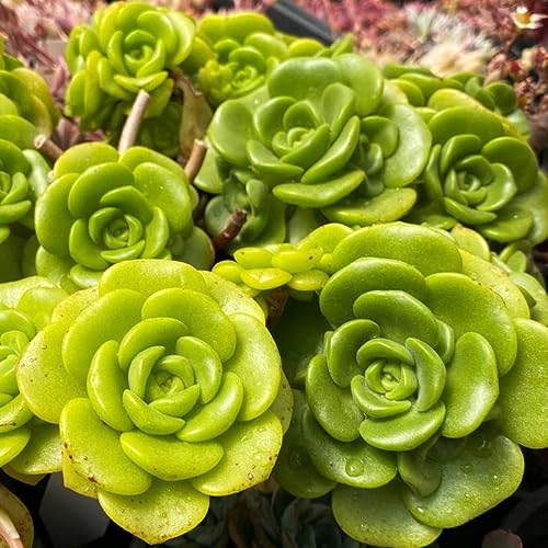Aeonium Succulents Plants Live, Lily Pad Aeonium 2 Inc Pot...