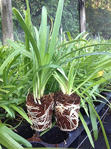 Agapanthus Getty White - 3 Live Bare Root Plants - Blooming Ground ...