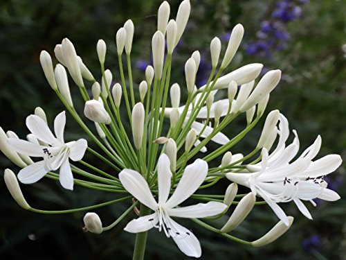 Agapanthus Getty White - 3 Live Plants - Blooming Groundcover Grass...
