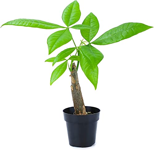 Altman Plants, Live Money Tree Plant, Pachira Aquatica Money Tree, ...