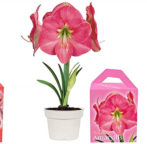 Amaryllis Pink Holiday Gift Growing Kit. Includes: Big Bulb, Plasti...