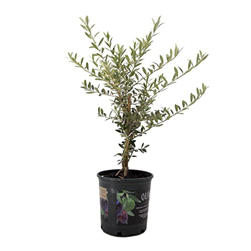 American Plant Exchange Live Arbequina Olive Tree with Fruits, Plan...