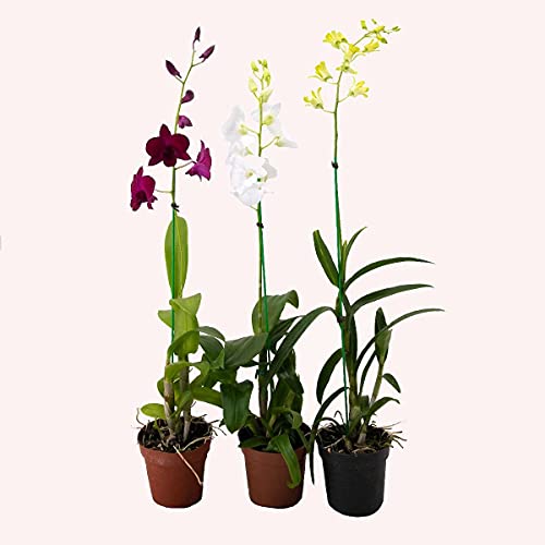 American Plant Exchange Live Dendrobium Orchid Plant with Colorful ...