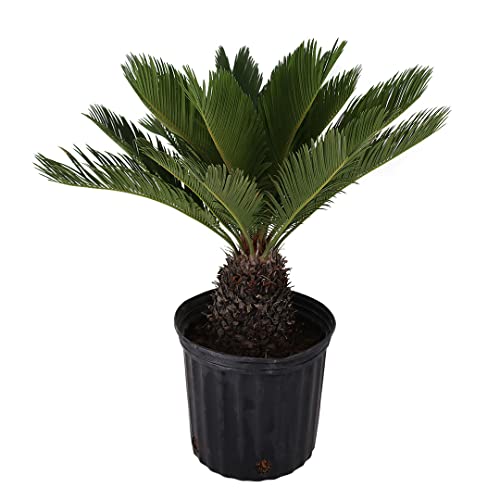 American Plant Exchange Live King Sago Palm Tree, Japanese Sago Pal...