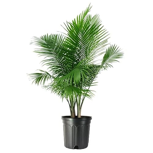 American Plant Exchange Live Majesty Palm Tree, Plant Pot for Home ...
