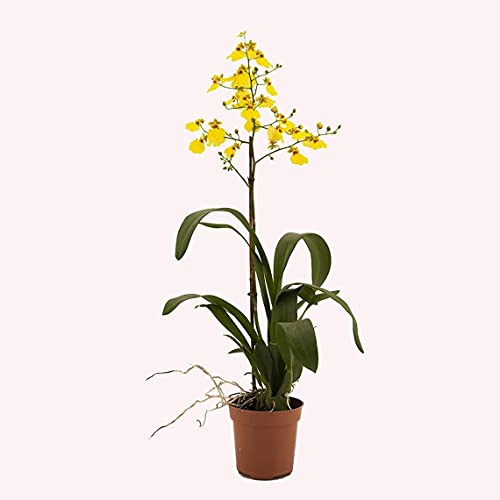 American Plant Exchange Live Oncidium Orchid Plant with Colorful Fl...