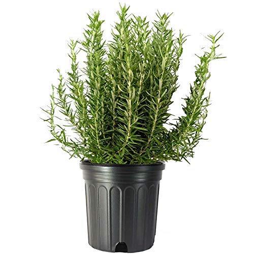 American Plant Exchange Tuscan Blue Rosemary Live Plant, 3 Gallon, ...
