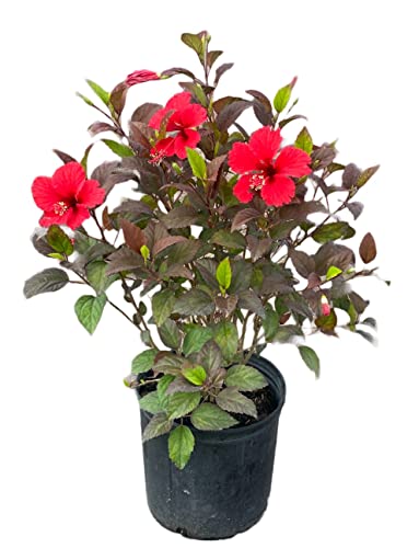 AMPLEX Hibiscus 3 Gallon Growers Pot, Red Hot...