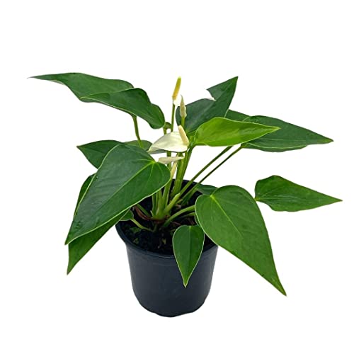 Anthurium White, Very Rare Limited Live Plant with Flower, in a 4 i...