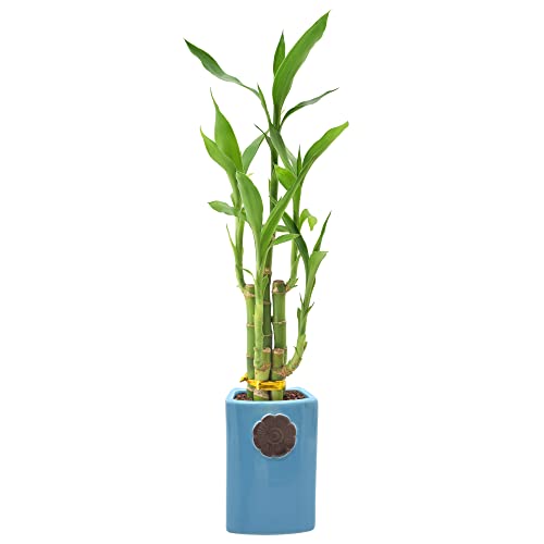 Arcadia Garden Products 5-Stem Lucky Bamboo, Live Indoor Plant in C...