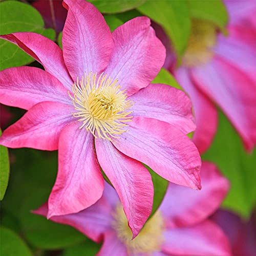 Asao Clematis - Live Plant in a 4 Inch Growers Pot - Clematis  Asao...