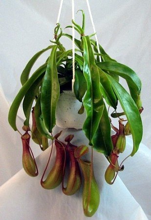 Asian Pitcher Plant - Nepenthes - Carnivorous - Exotic - 6  Hanging...