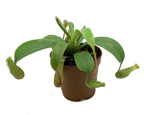 Asian Pitcher Plant - Nepenthes - Carnivorous - Exotic - 2  Pot...