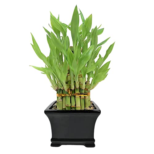 Athena s Garden Classic Three Layer Lucky Bamboo Plant Indoor Live ...