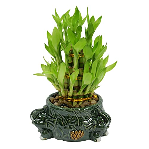 Athena’s Garden Lucky Bamboo Indoor Live Plant 3 Tier Tower Fresh...