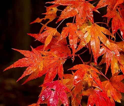 Autumn Blaze Maple Tree - 12-24  Tall - Quart Pot - Live Plant - Ac...
