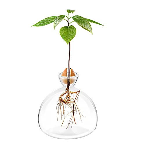 Avocado Seed Starter Planter Vase Pot Avocado Tree Growing Kit Glas...