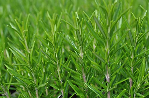 Barbecue Rosemary Plant - 3  Pot...