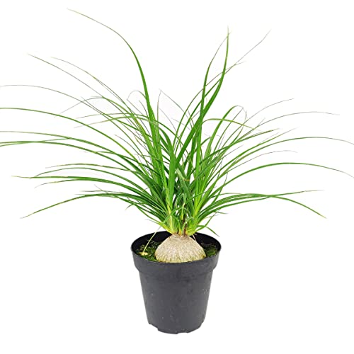 Beaucarnea recurvata Ponytail Stump Palm (2  4  6  Pot) - Easy to G...